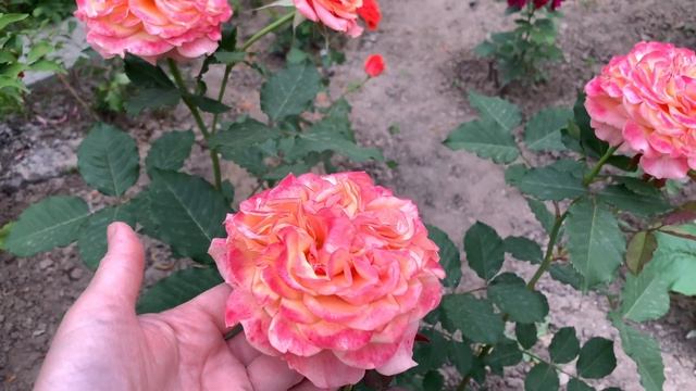 Роза Ла Вилла Кота ( Rose La Villa Kotta ) 2021 год. смотреть онлайн