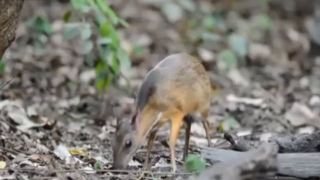 Самый маленький в мире ОЛЕНЬ