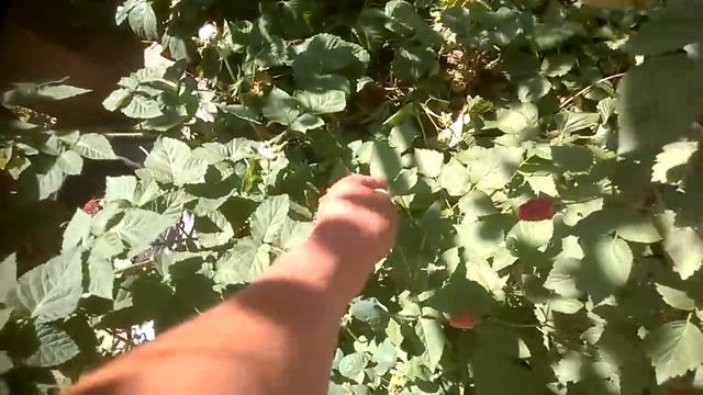 Мой кум садовод :) . Ежевика Киова и Карака блек . смотреть онлайн