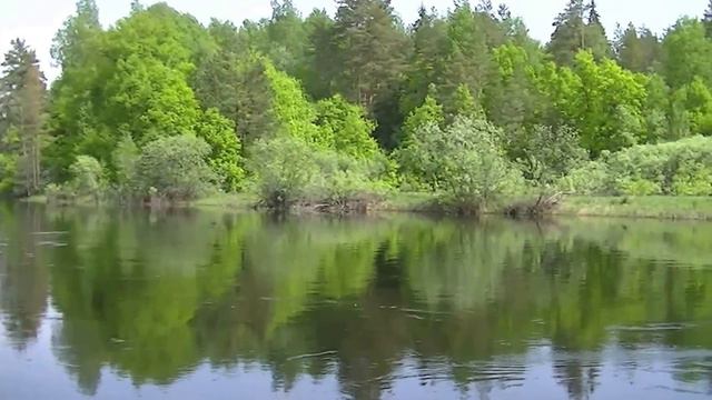Незабываемые Трели Соловья фильм 8 Nightingale Singing to Relax смотреть онлайн