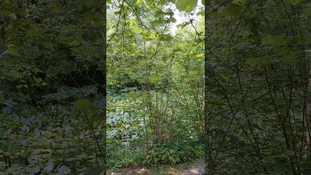 The Evening Chorus in Sindelfingen, Germany смотреть онлайн