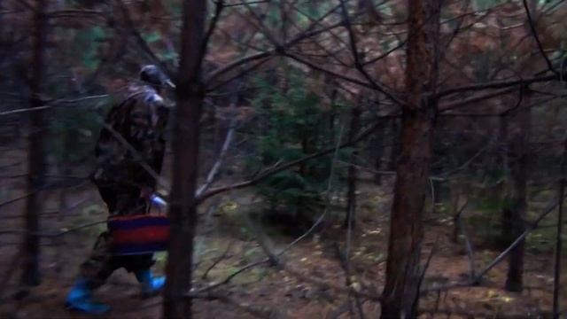 Рыжики.Грибная охота/ Mushroom Hunting.