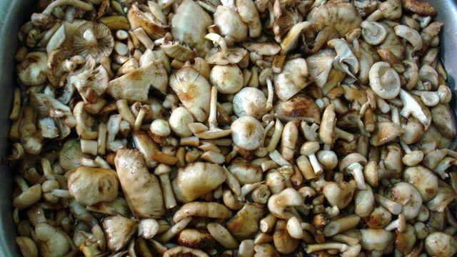 Книга рецептов