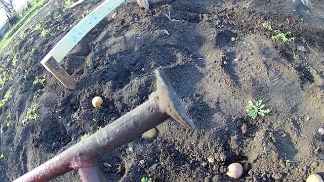 Новый способ посадки картофеля в одиночку. Упрощаем посадку картофеля дачнику смотреть онлайн