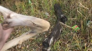 Аквариумные коряги. Где искать? Как подготовить?