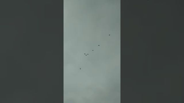 Голуби.моего.друга.Гены.с.Коширское.Воронежской.обл. смотреть онлайн