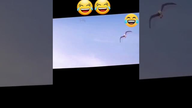 Приколы с животными в хорошем качестве. смотреть онлайн