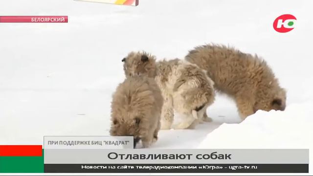 В Белоярском используют гуманные ловушки для собак смотреть онлайн
