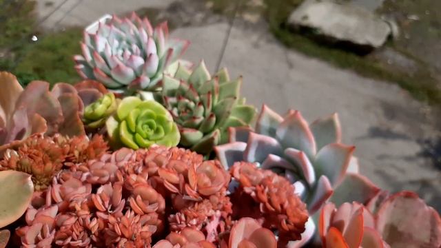 Суккуленты. Ответы на ваши вопросы. Часть 9 смотреть онлайн