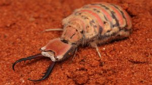 Муравьиный лев - Myrmeleon formicarius #животные #интересно