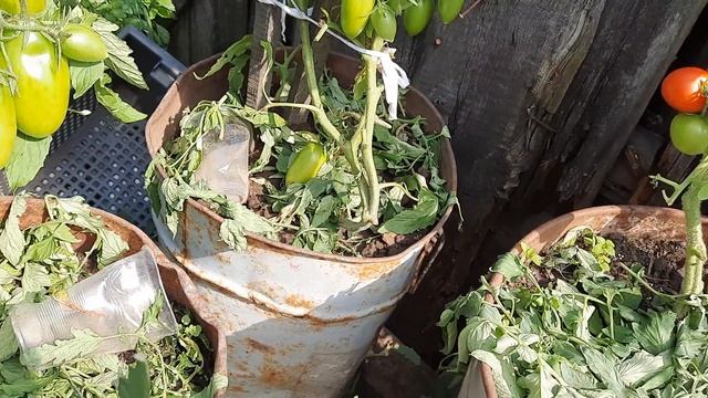 Шикарный, стрессоустойчивый и ОЧЕНЬ урожайный томат Лисичка. Обзор по сортам на 29.07.21 смотреть онлайн