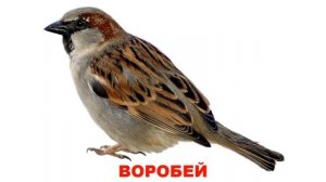 УЧИМ БУКВУ «В».Слова на букву «В».Презентация для детей по методике Домана.
