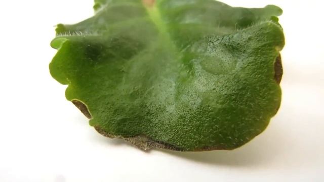 У фиалок покусаны листья. поколоты иголкой, КЛЕЩ ПЛОСКОТЕЛКА. Юлия Датта смотреть онлайн