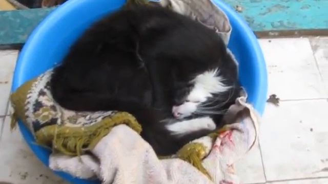 Самый ленивый в мире кот спит в тазике смотреть онлайн