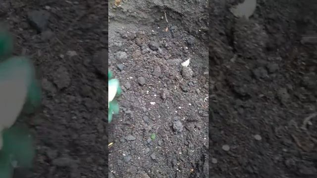 Пересадка клематиса смотреть онлайн