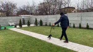 Дрессировка и воспитание щенка ягдтерьера Спарты (первый опыт)