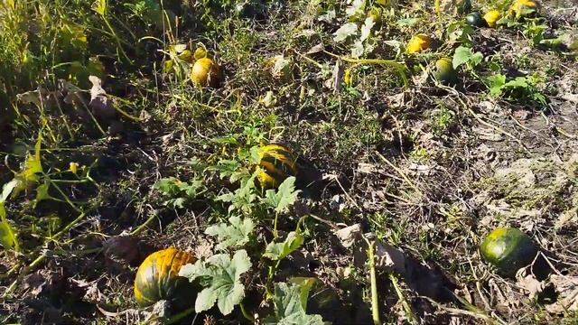 Вигляд ділянки з гарбузами перед збором. смотреть онлайн