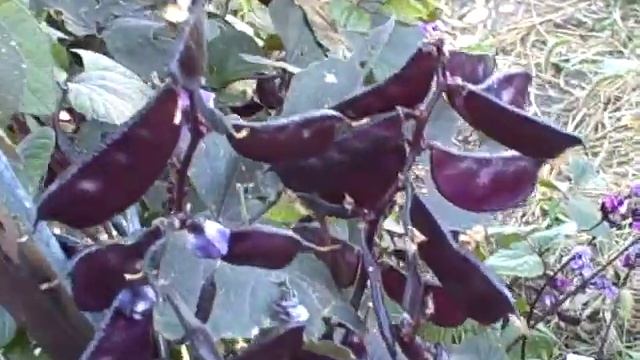 How to Grow Purple Hyacinth Bean Vine - Easy to Grow Flowering Vines смотреть онлайн