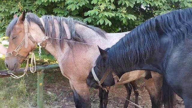 Привезли кобылу к черному жеребцу смотреть онлайн