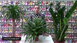 Папоротник уход в домашних условиях / папоротник комнатный