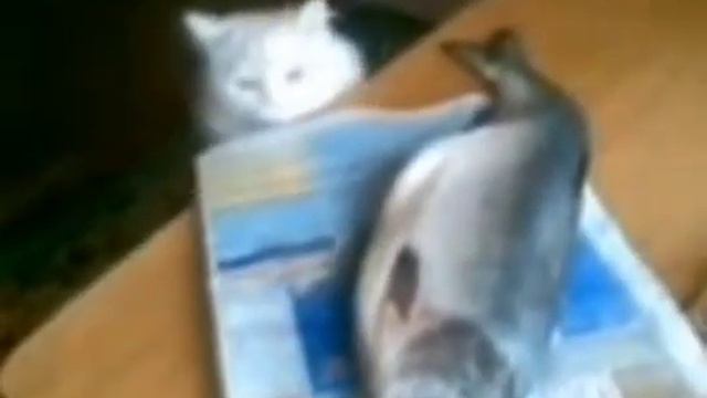 Сёмачка кто тут ворует (мем из тик тока) смотреть онлайн