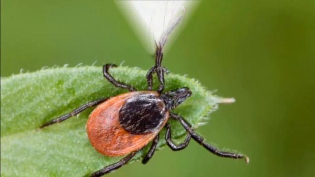 Насекомые леса смотреть онлайн