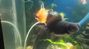 Золотые рыбки нерест