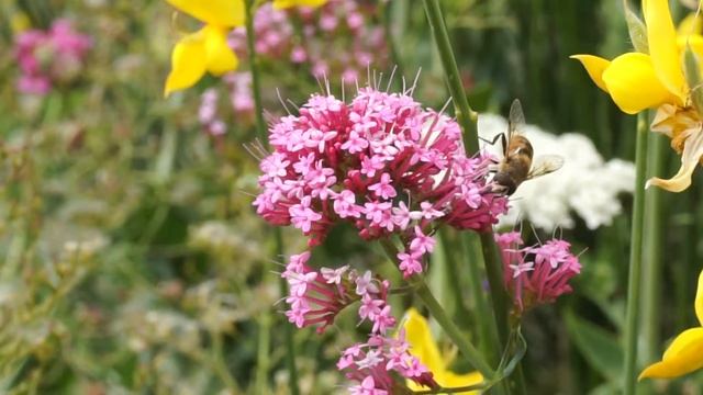 Video macro con Sony a5100 смотреть онлайн