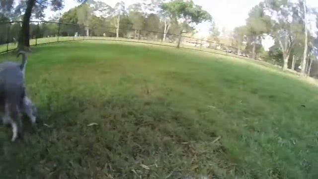 Panasonic HX A1 Action Cam - Calamvale Dog Park смотреть онлайн
