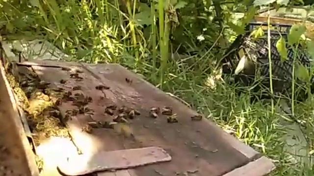 Пчёлы Slow Motion 120fps | Время влогов | Тест камеры Redmi Note 5A в AOSiP DerpFest 10 смотреть онлайн