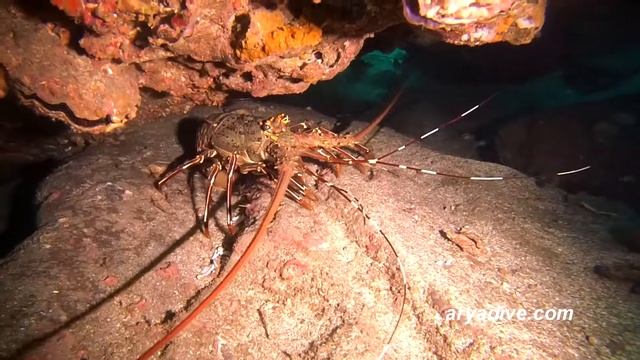 마닭새우#1(Panulirus stimpsoni)~ Green Lobster,Spiny lobster,Chinese spiny lobster смотреть онлайн