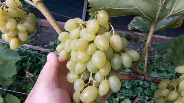 ЛУЧШИЕ СОРТА ВИНОГРАДА для ПОДМОСКОВЬЯ. ВИНОГРАД ГАЮГА. смотреть онлайн