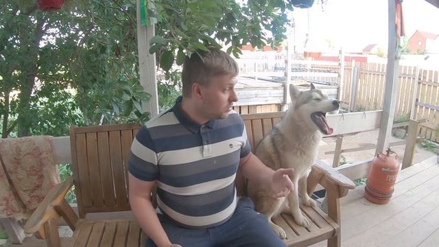 Рассказываю и показываю "Как приучить собаку к вычесыванию" смотреть онлайн