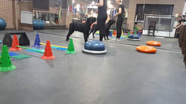 Кане Корсо смотреть онлайн