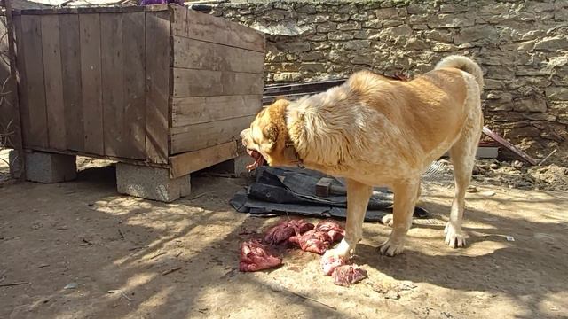 @caucasianwolfhound собаки чуть проголодались! Кормлю собак! смотреть онлайн