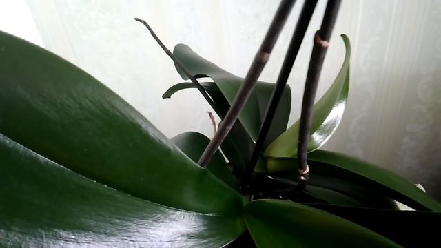 Фаленопсис усыпил новые цветоносы, пробудил старые и показал нам первый цветок! смотреть онлайн