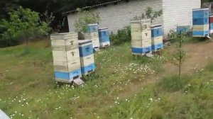 Малыхин Формирование отводков