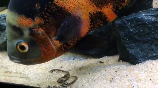 Нерестовая пара астронотусов с мальками смотреть онлайн