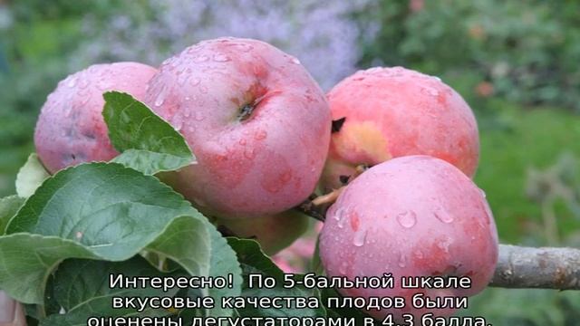 Яблоня Подарок Графскому смотреть онлайн