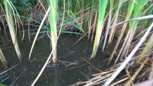 Ловля руками в лесных заливах! С Виталиком Зеленым