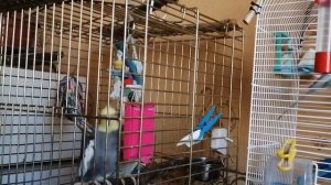 Все о кореллах, моё содержание попугаев.