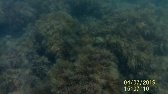 Обитатели Черного моря