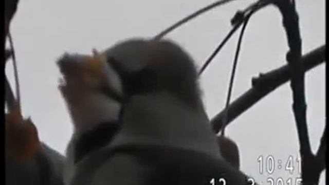 ДУБОНОС ОБЫКНОВЕННЫЙ В ПАВЛОДАРЕ ВЕСНОЙ смотреть онлайн