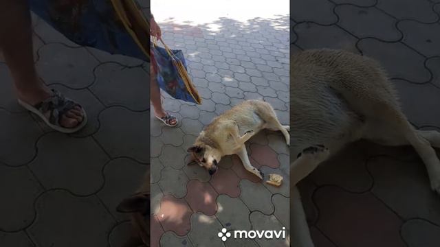 Шарик Лазаревский. Ура мы тебя нашли! смотреть онлайн