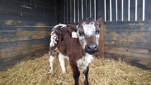 Ирландия / Как и где провести школьные каникулы / Caragh Open Farm смотреть онлайн