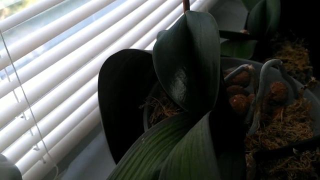 Мои Орхидеи умирают спасаю японским удобрением смотреть онлайн