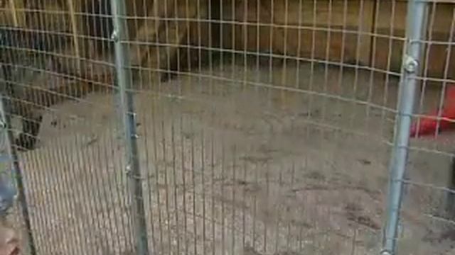Далматин Рыба, выкормила волчонка.mp4 смотреть онлайн