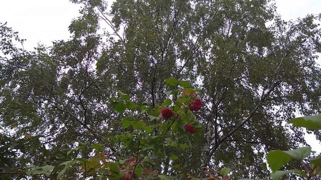 Стихотворение "Шумели листья, облетая" Воробьёва Наталья смотреть онлайн