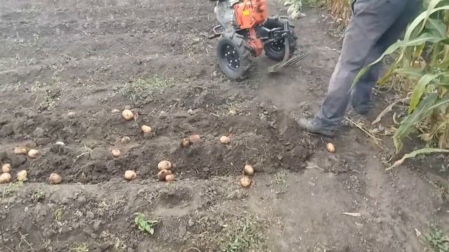 Уборка картошки 2021. Мотоблок ЗУБР. Новая суперкопалка смотреть онлайн