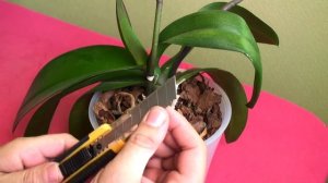 как ОБРЕЗАТЬ ЦВЕТОНОС у ОРХИДЕИ, надо или нет?